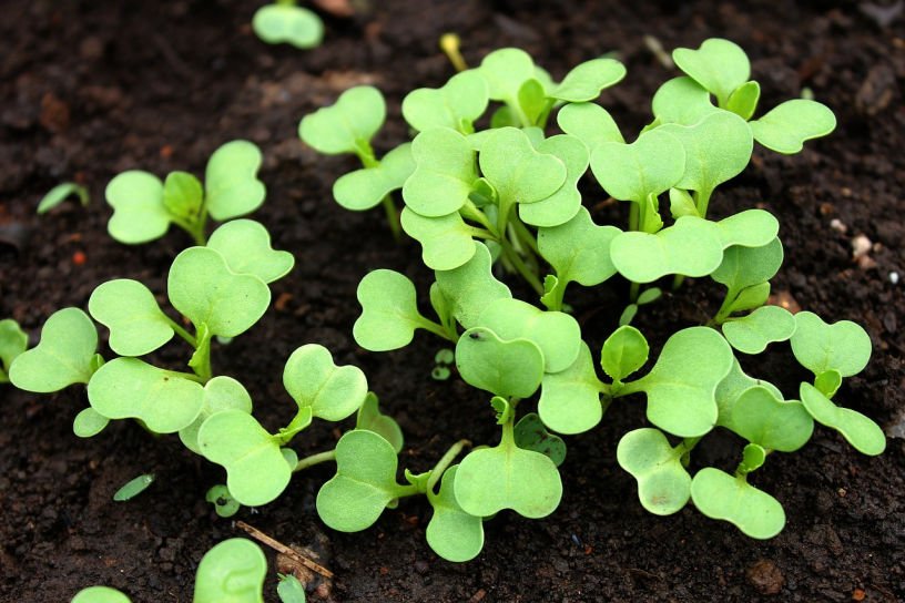 pak choi seedlings