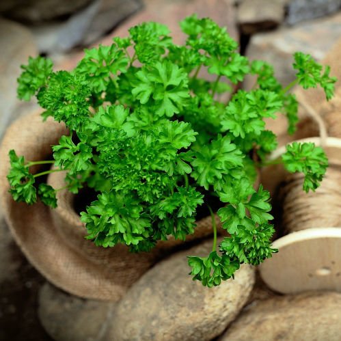 What to sow & do in the November kitchen garden