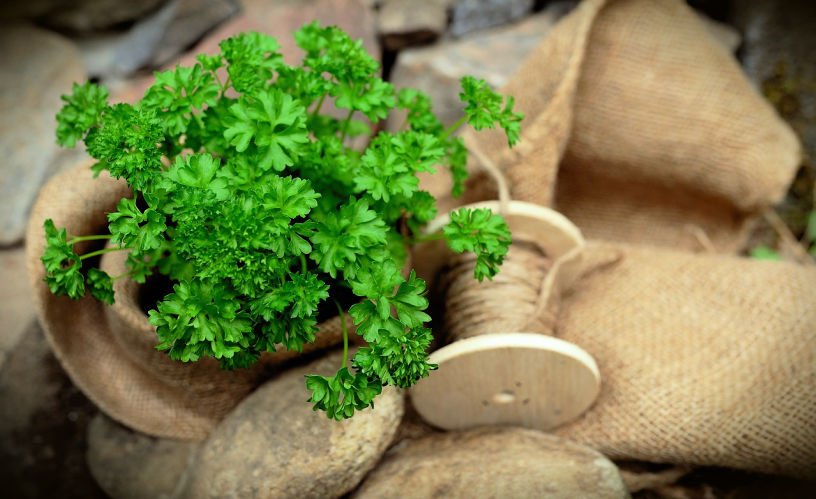 parsley to plant out in November allotment