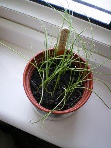 Penny Golightly spring onions