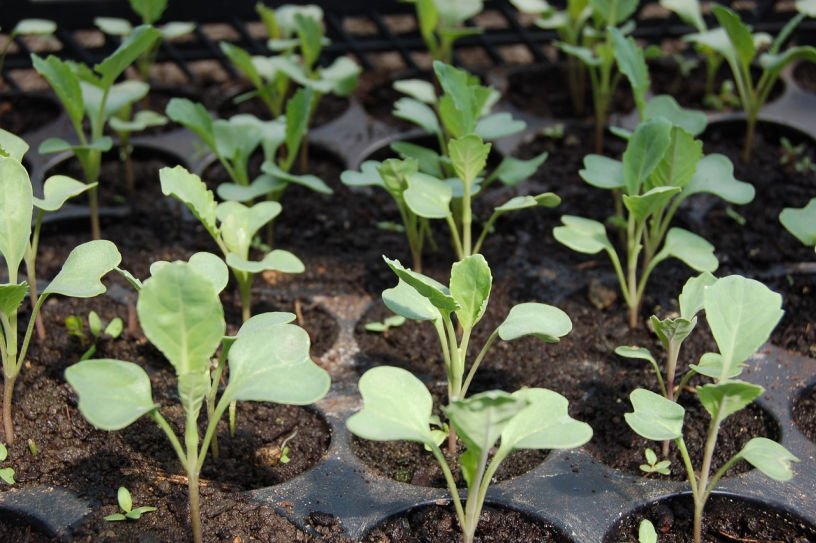 Planting out winter cabbage seedlings in the July kitchen garden