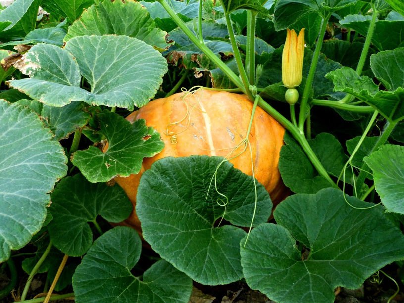 pumpkin plant vine growing in a September kitchen garden in the UK