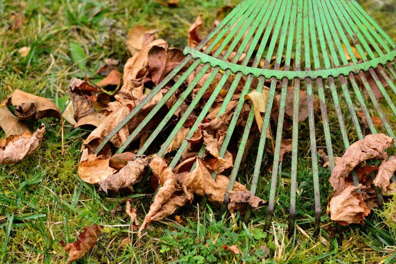 rake and fallen leaves in November