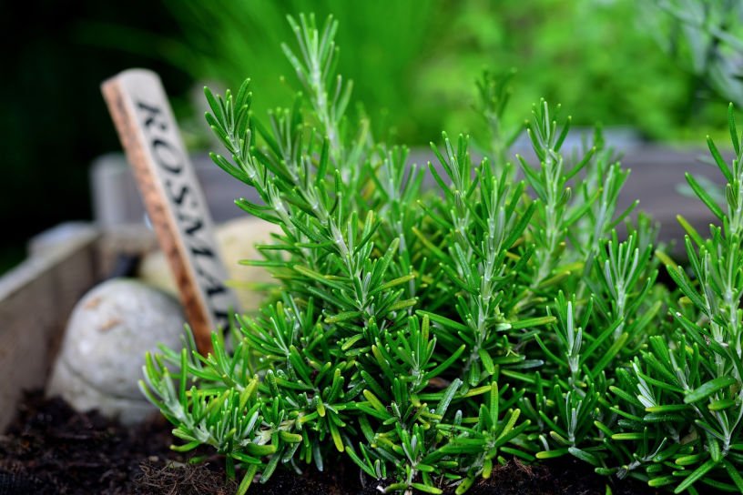 rosemary plant and wooden container to protect from frost in January kitchen garden 