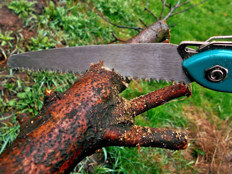 sawing small branches in February kitchen garden