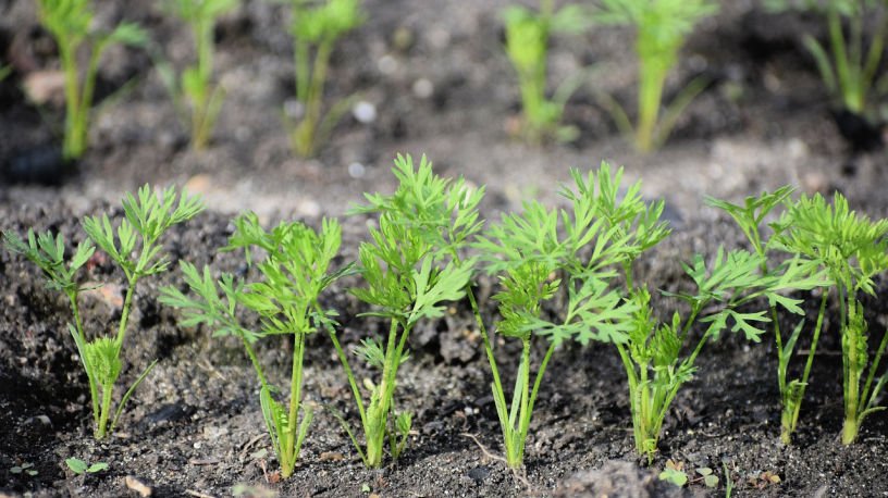 small carrot seedlings recently sown in early August
