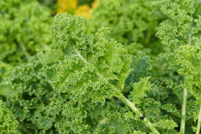 Sow some kale seeds in July for winter crops