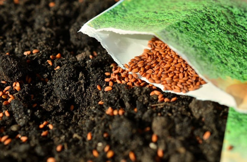sowing seeds in January UK cress for salads