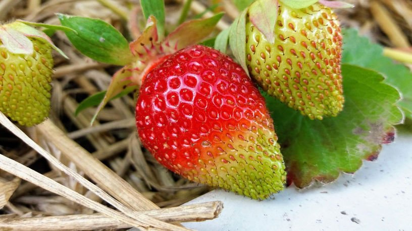 strawberry plant with straw under fruits May kitchen garden