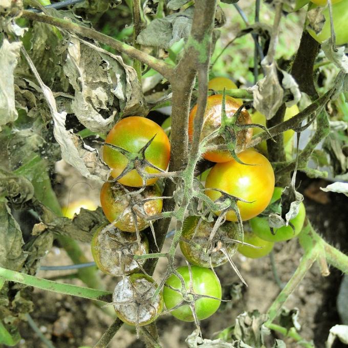 tomato plant with late blight disease