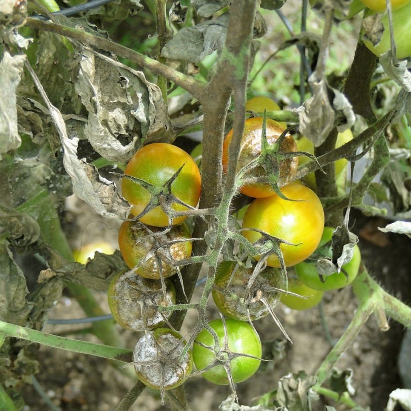 Tomato plant with severe late blight infection disease on an allotment