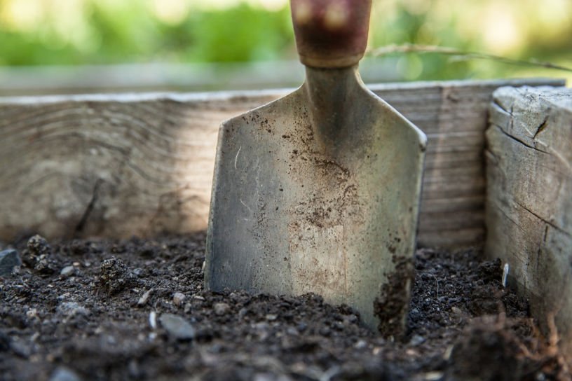 trowel in raised bed in March kitchen garden