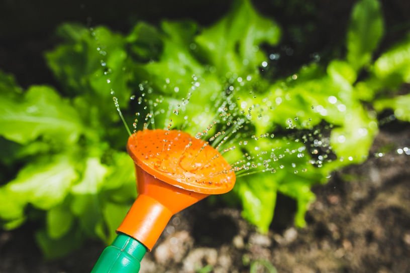 watering the plants in a June kitchen garden