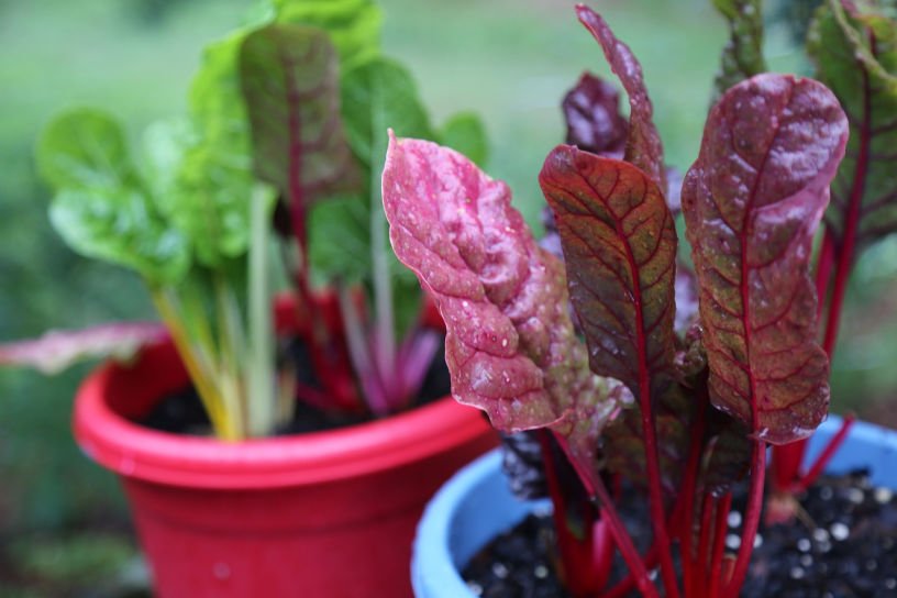 What to sow and do in a July kitchen garden planting out chard