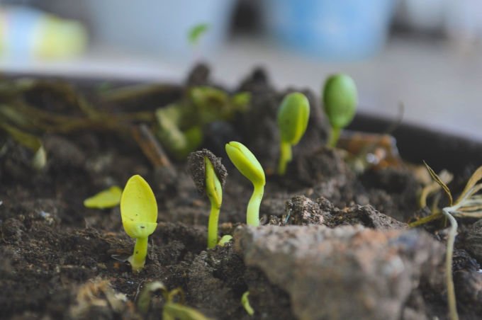 What to sow in February