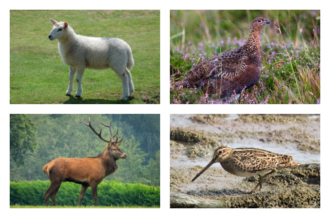 British seasonal food in August meat game and poultry in season
