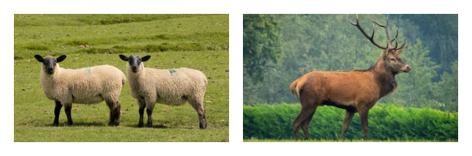 UK in season July game meat poultry