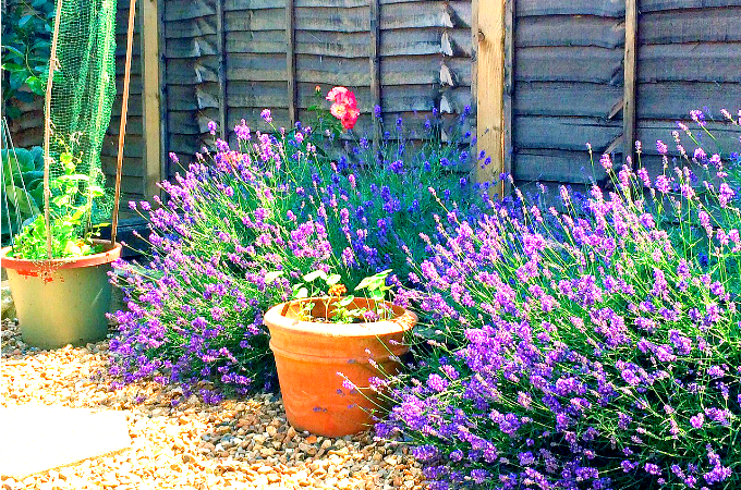 My kitchen garden diary June Penny Golightly lavender and cucamelons